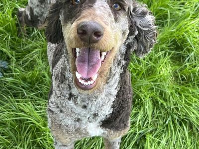 AKC poodle