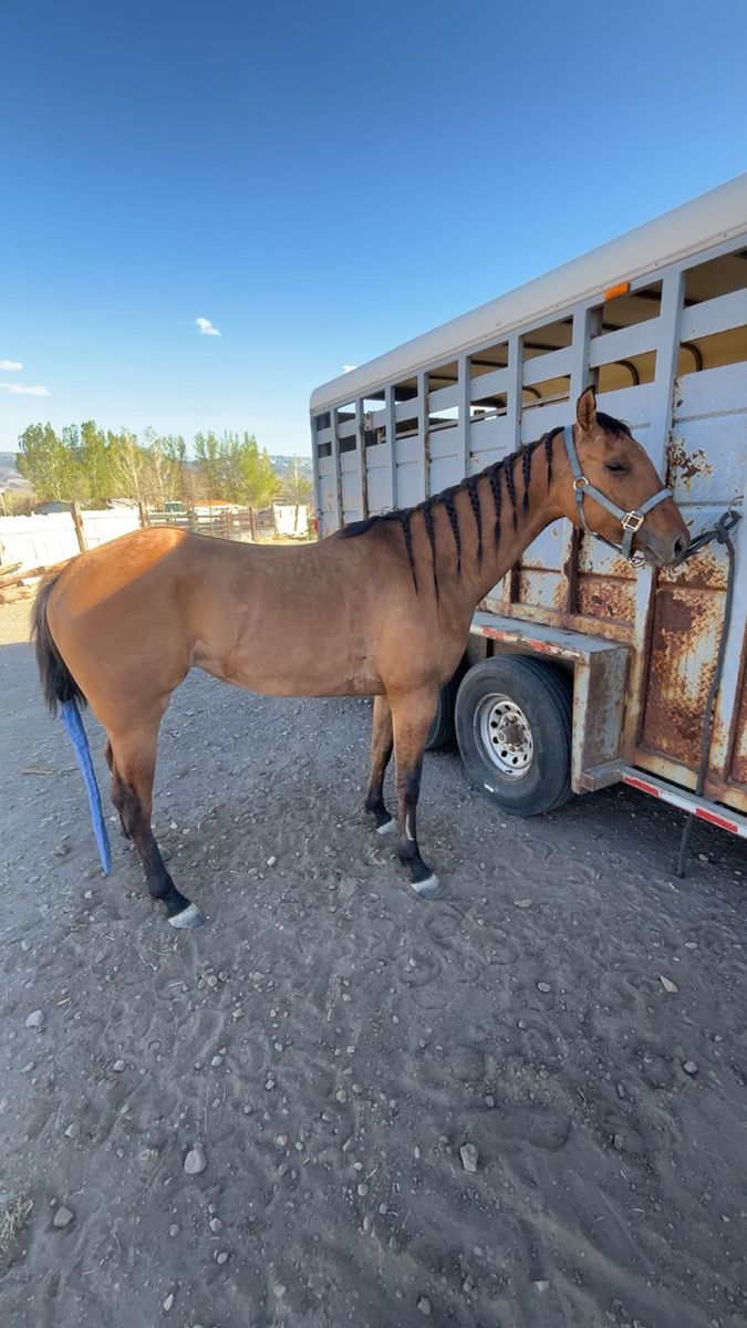 3year old  mare.