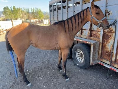 3year old mare.