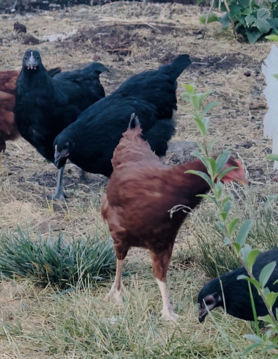 Young Laying Hens - Rhode Island Red & Australorp Chickens (~5 Months Old)