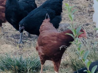 Young Laying Hens - Rhode Island Red & Australorp Chickens (~5 Months Old)