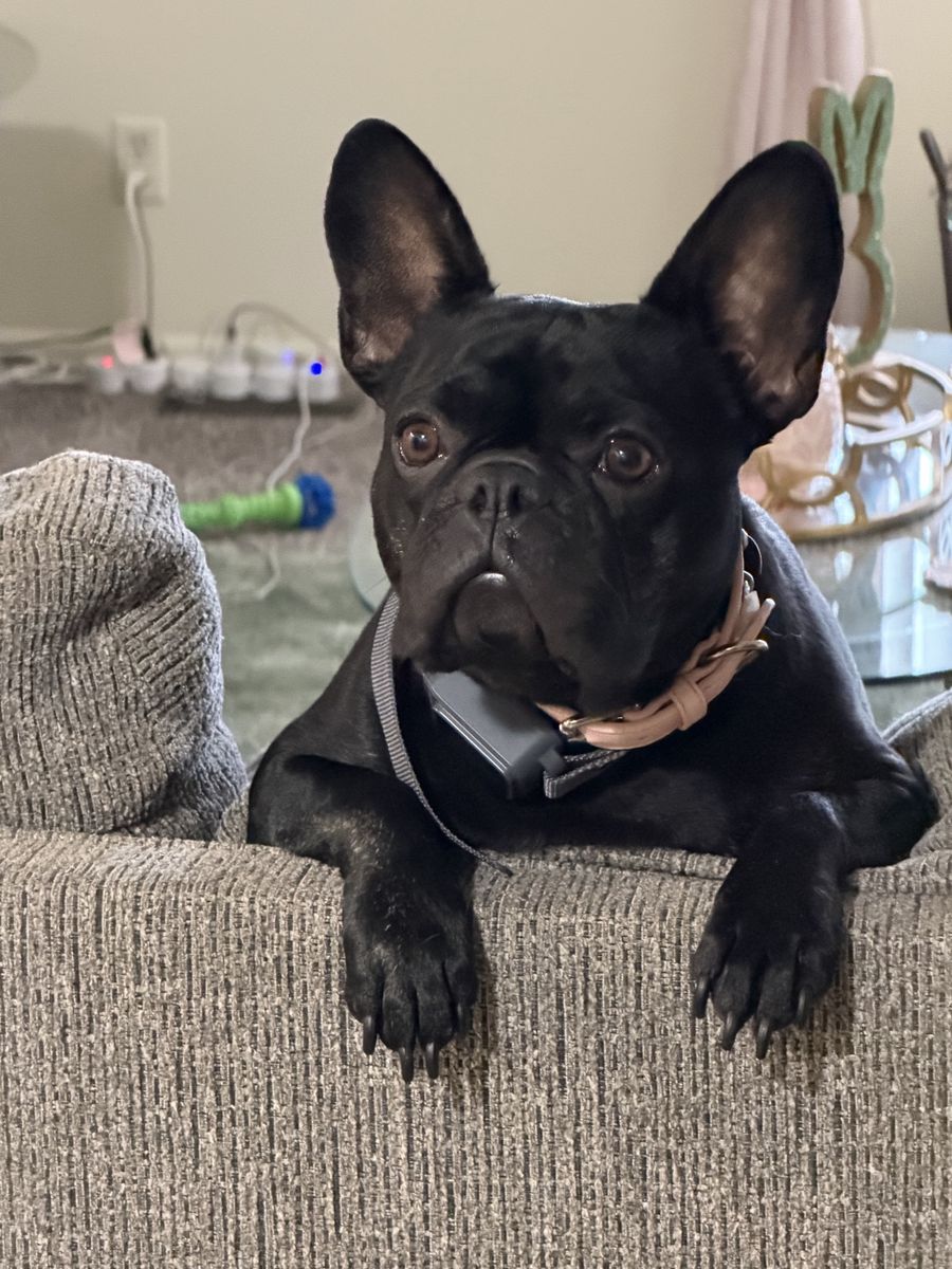 Frenchie