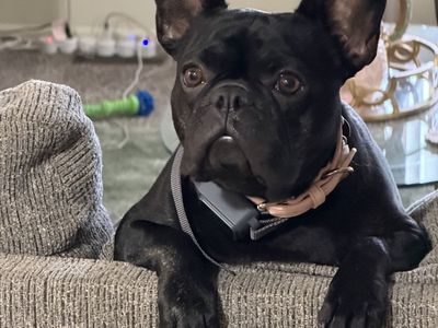 Frenchie