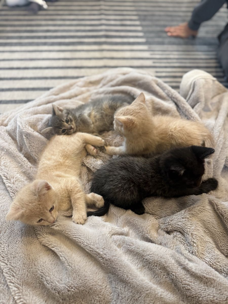 Kittens Ready For New Home
