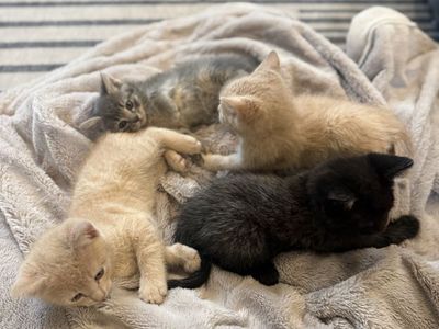 Kittens Ready For New Home