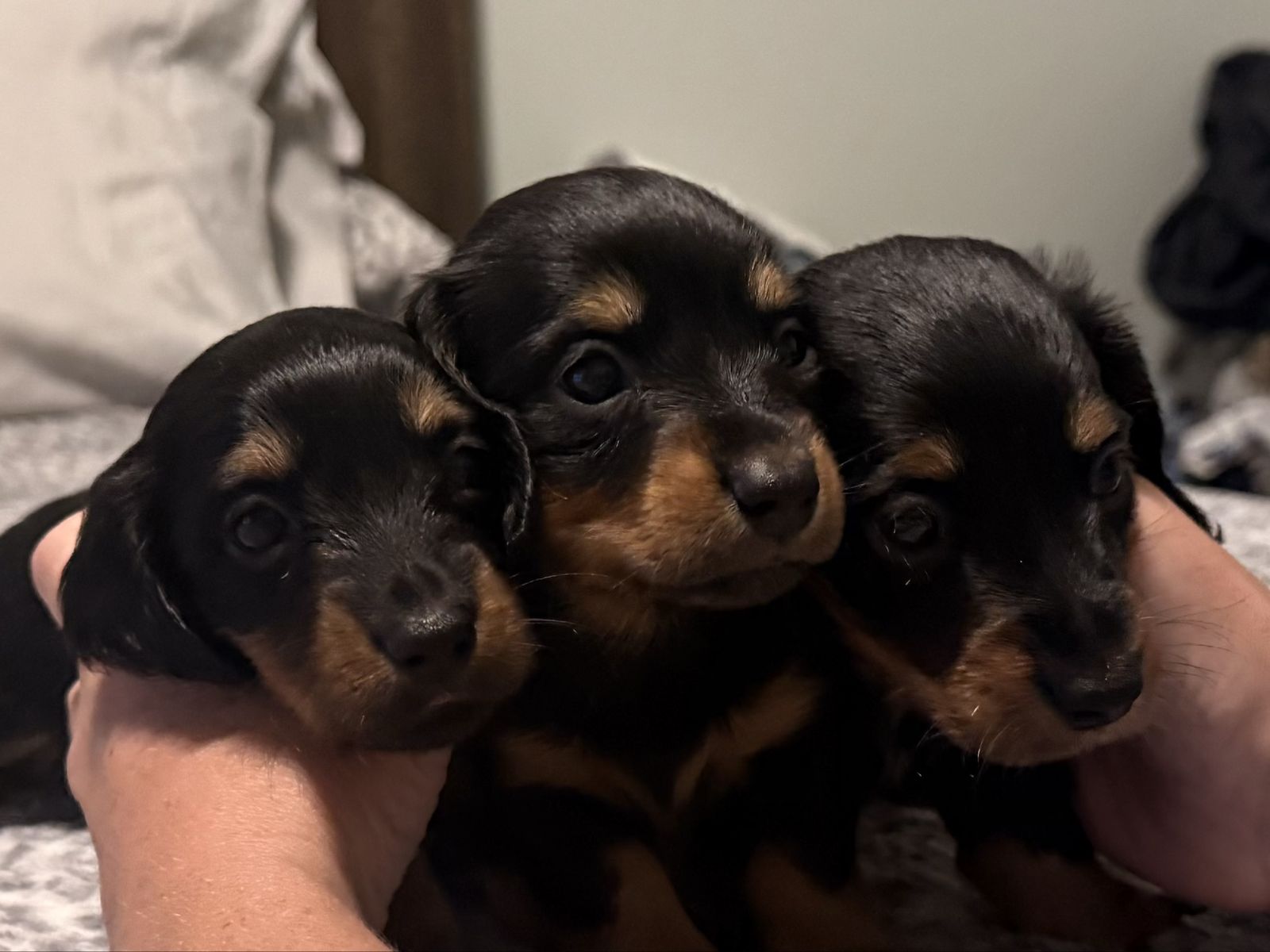 Longhaired Miniature Dachshunds