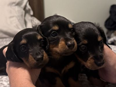Longhaired Miniature Dachshunds