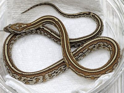 2025 Male Caramel Tessera Het Amel SK ph Motley