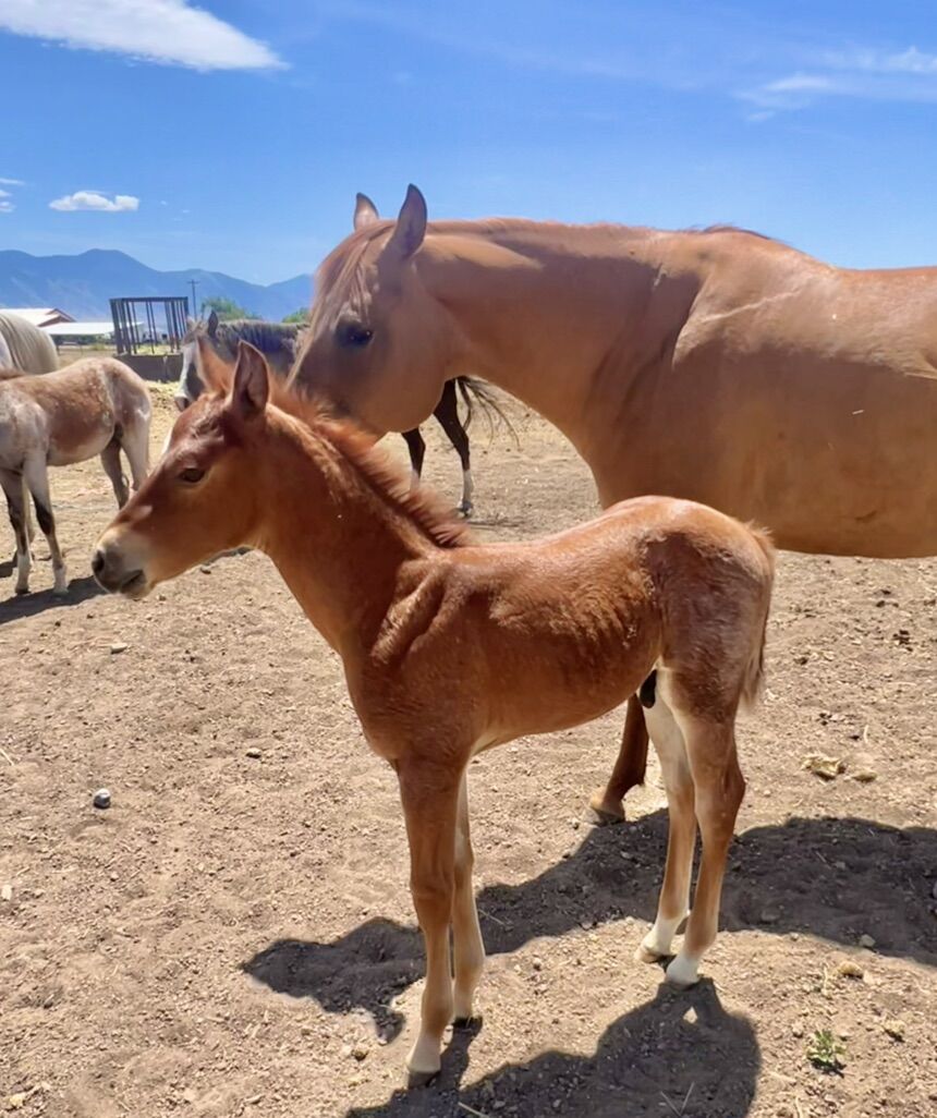 2025 Red Roan Roping Colt Dam Won $40k