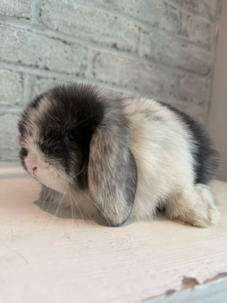 Adorable Holland Lop Bunny - Pedigreed