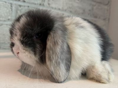 Adorable Holland Lop Bunny - Pedigreed