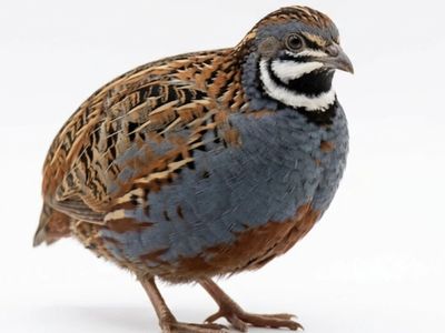 Holiday Sale for Beautiful Button Quail - this weekend only.
