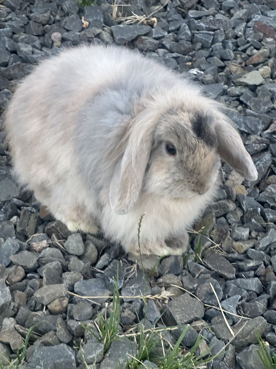 Unique Colored Fuzzy Holland Lop Doe - Proven