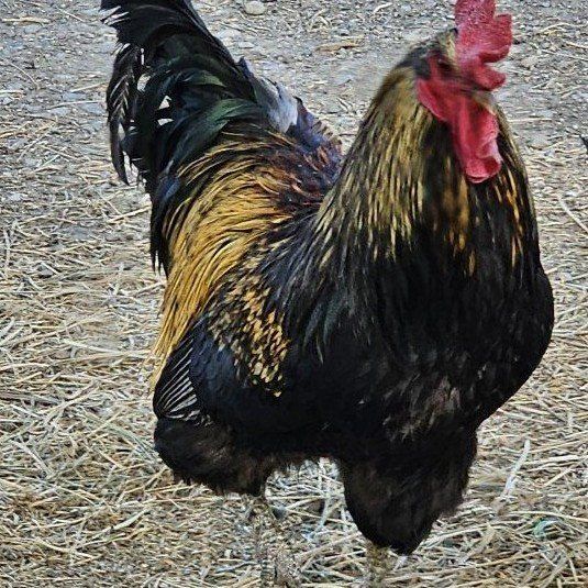 Roostes