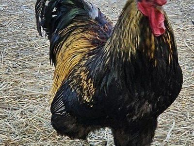 Roostes