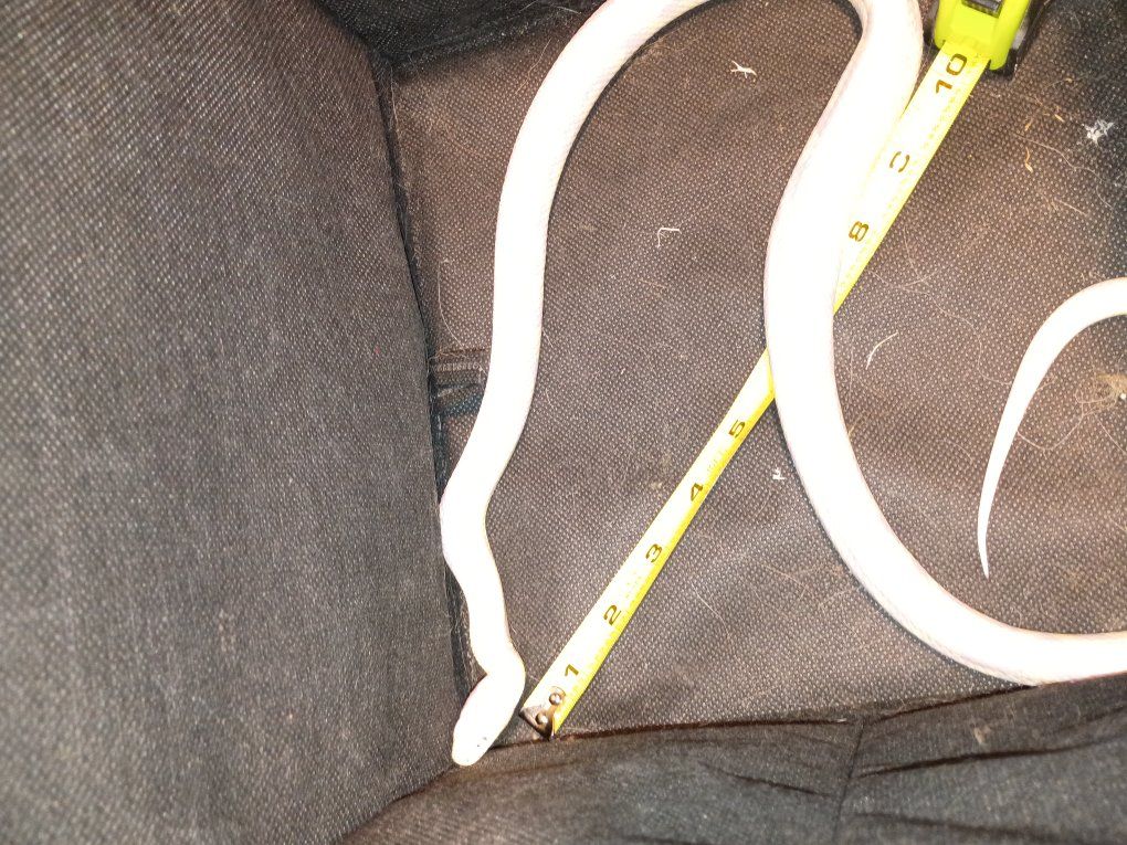 albino california kingsnake