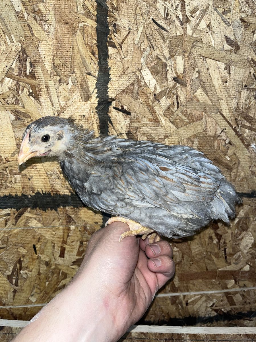 Pullets Blue Laced Red Wyandotte