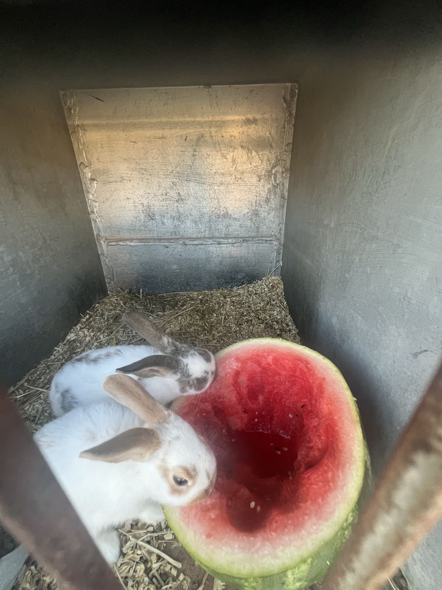 Cheap bunnies