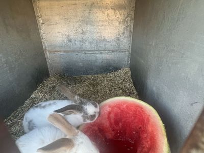Cheap bunnies