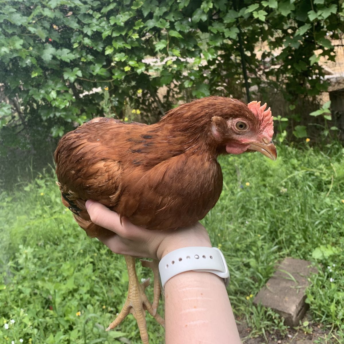 Rhode Island Red Cockerel Coop-Ready Rooster