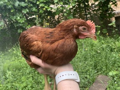 Rhode Island Red Cockerel Coop-Ready Rooster