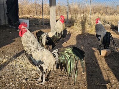 Silver Phoenix roosters