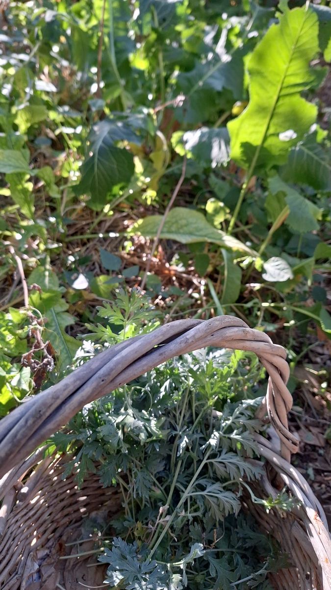 Looking for herbs will give Berry plants