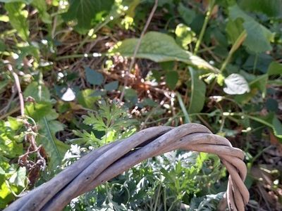 Looking for herbs will give Berry plants