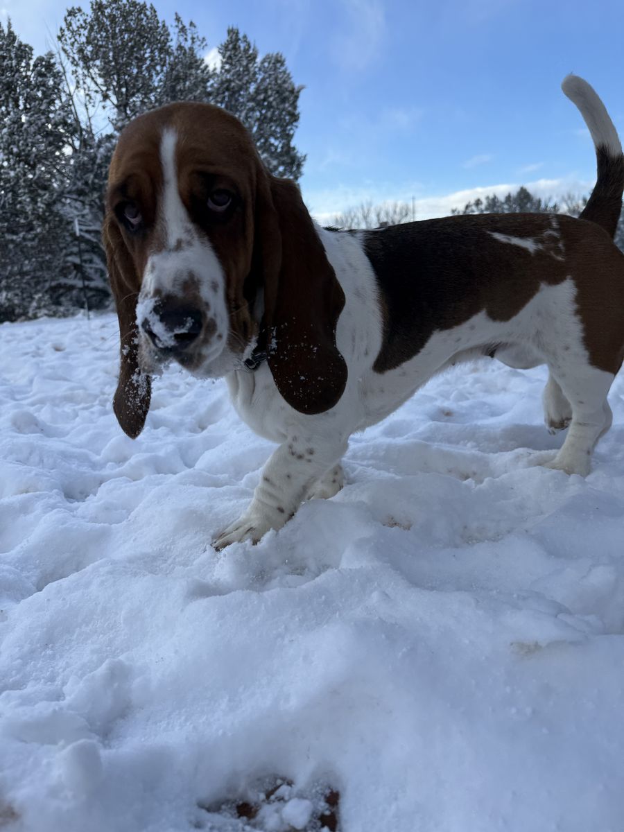 3 Year Old Female Basset Hound