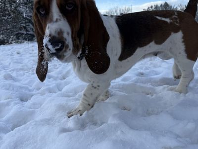 3 Year Old Female Basset Hound