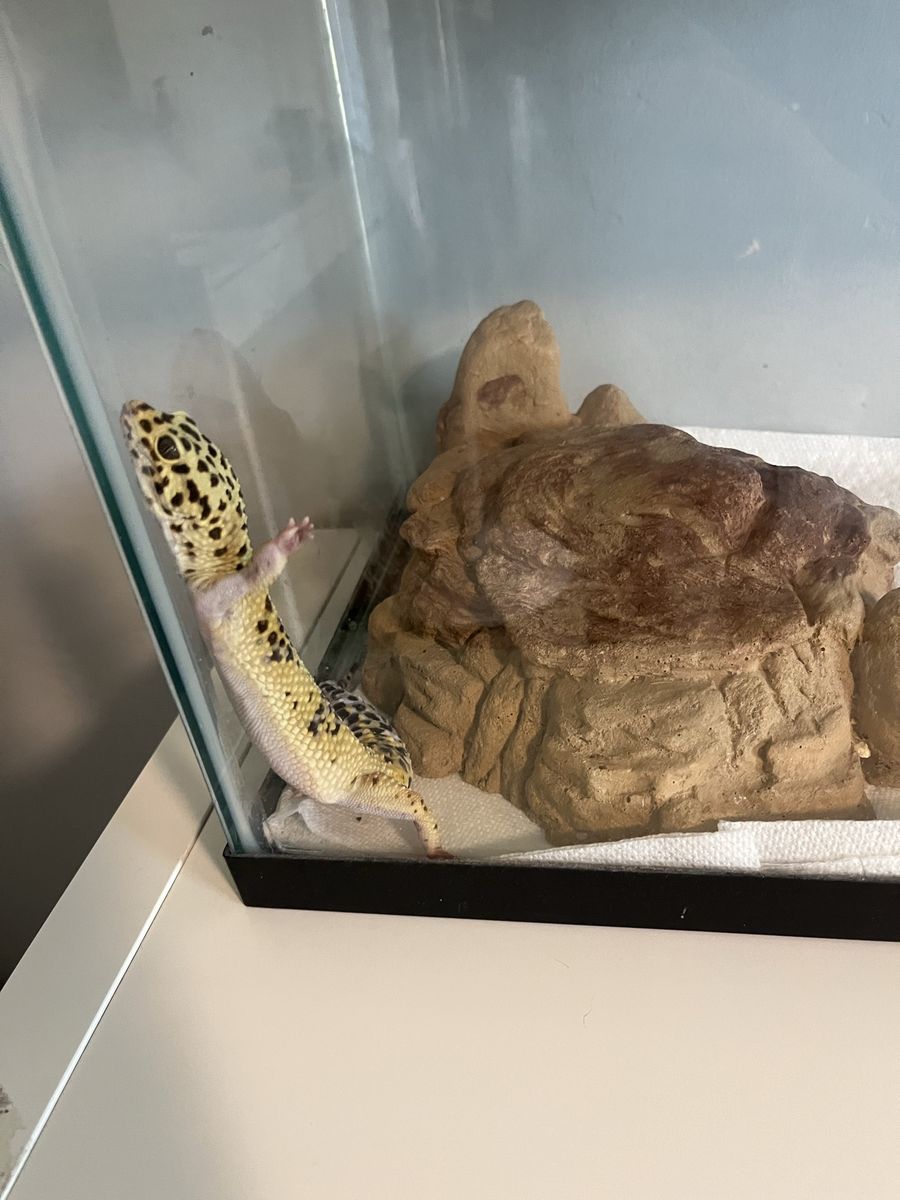 Leopard Gecko + Full Setup Comes With Everything You Need