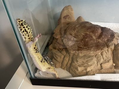 Leopard Gecko + Full Setup Comes With Everything You Need