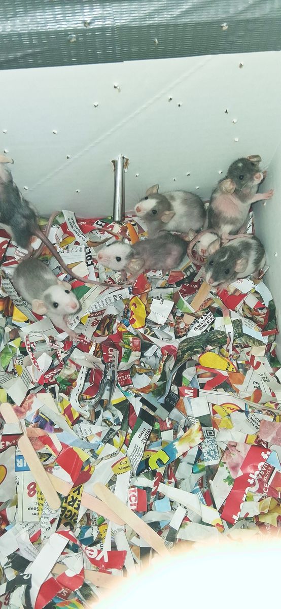 6 pet rats for sale