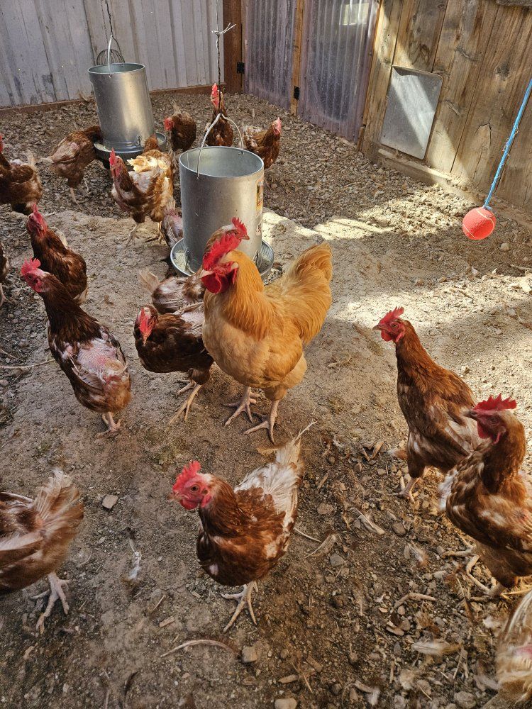 chickens for sale cheap