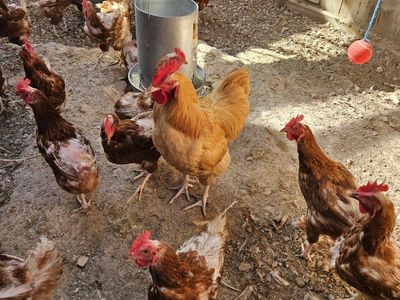 chickens for sale cheap
