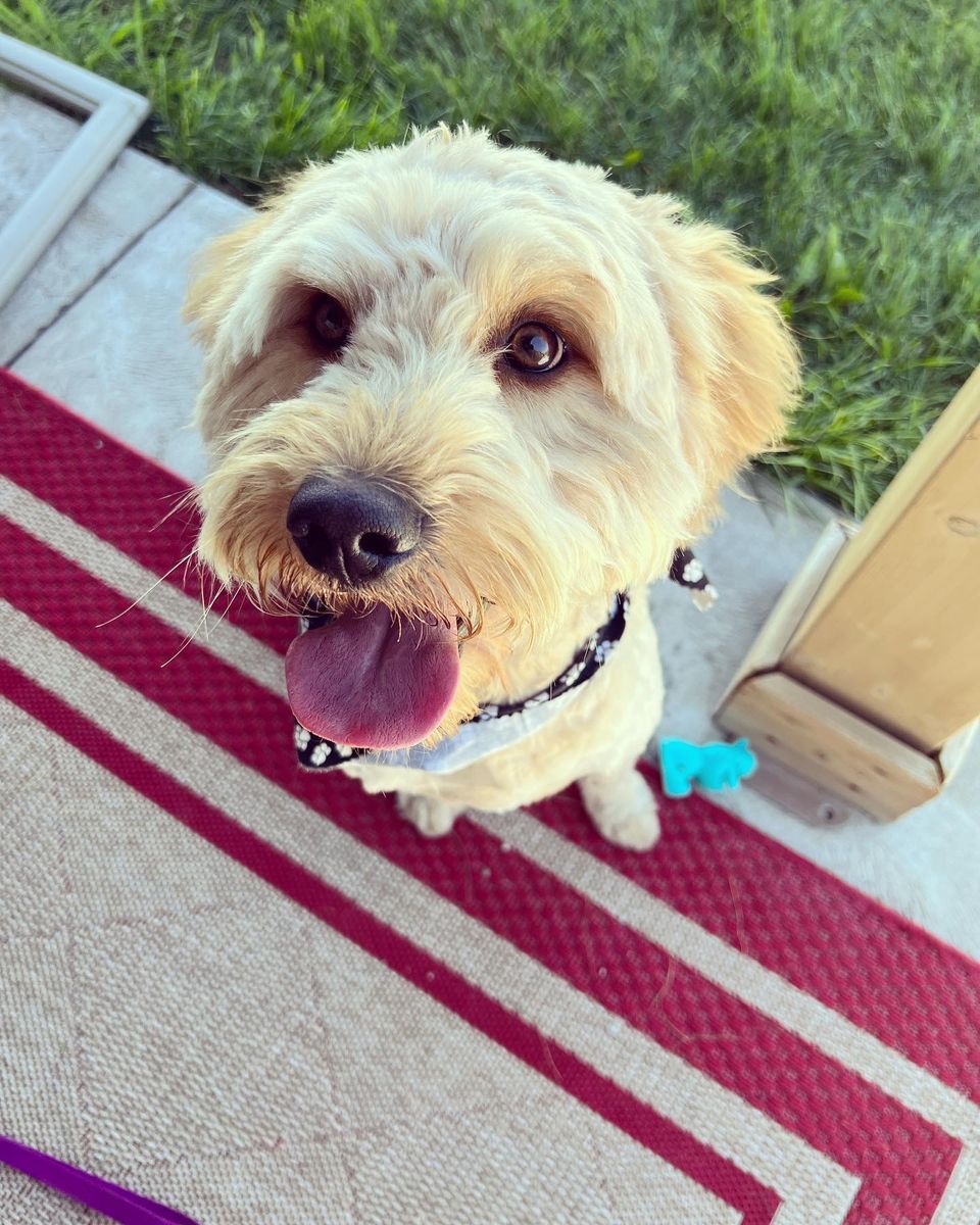 Looking for Loving Homes for Our Two Family Dogs (both doodles)