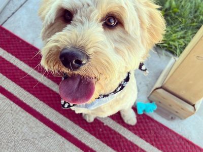Looking for Loving Homes for Our Two Family Dogs (both doodles)