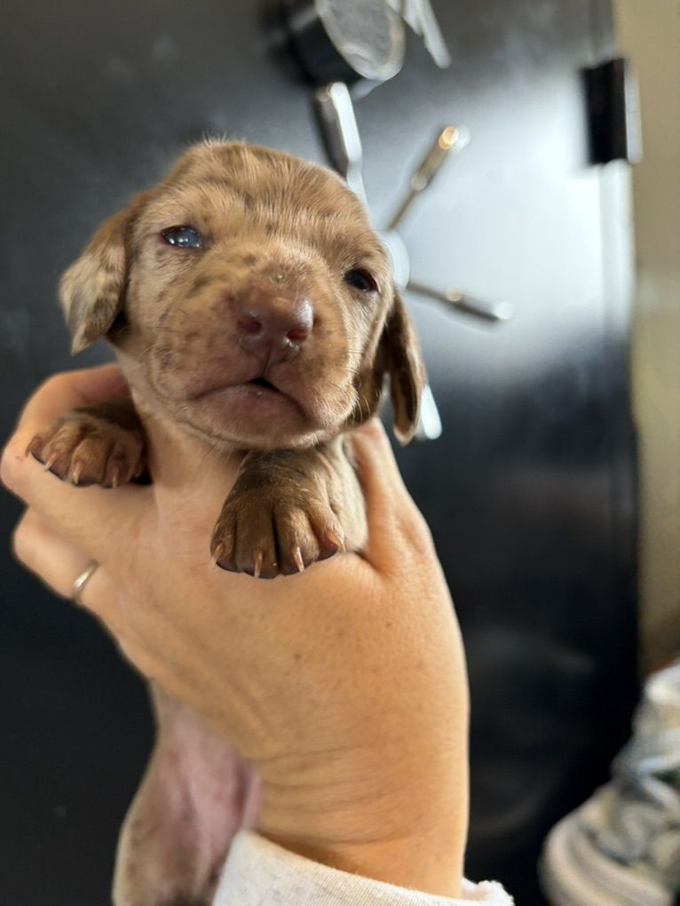 Miniature Dachshund Puppies