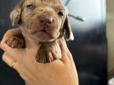 Miniature Dachshund Puppies
