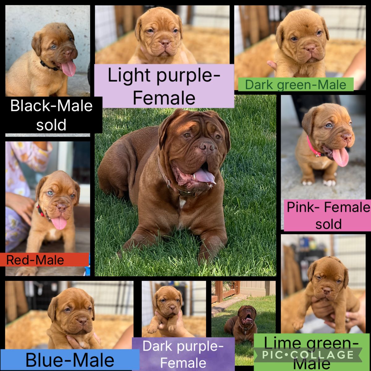 French Mastiff puppies