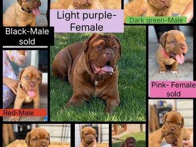 French Mastiff puppies