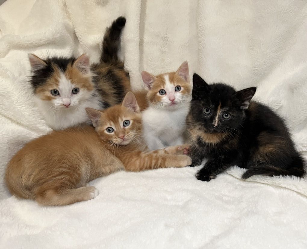 6 Adorable Kittens!!
