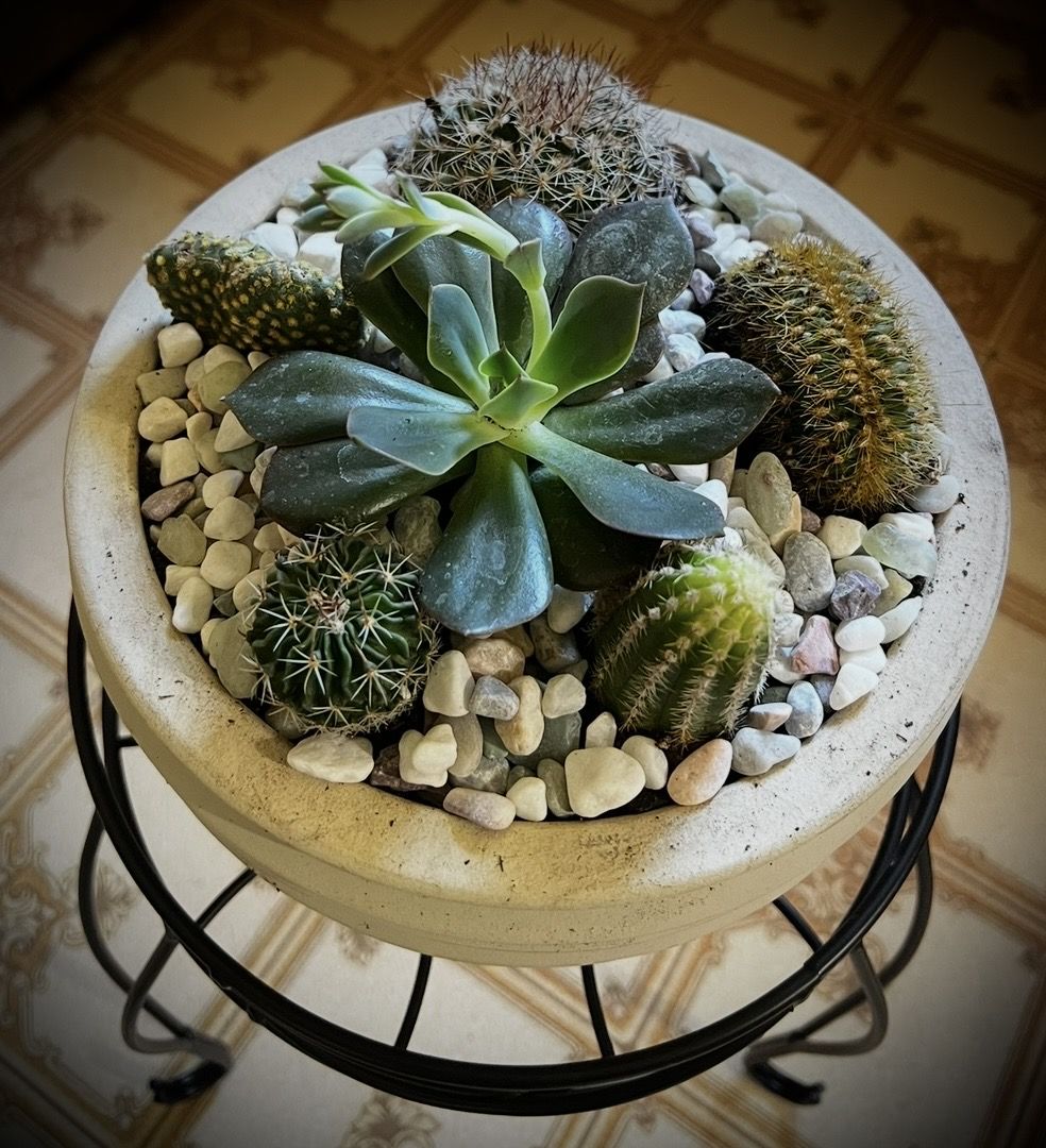 Cactus Gardens for sale