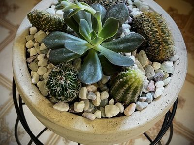 Cactus Gardens for sale