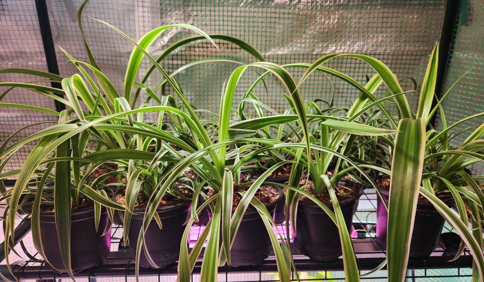 Spider Plants