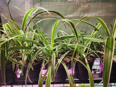 Spider Plants