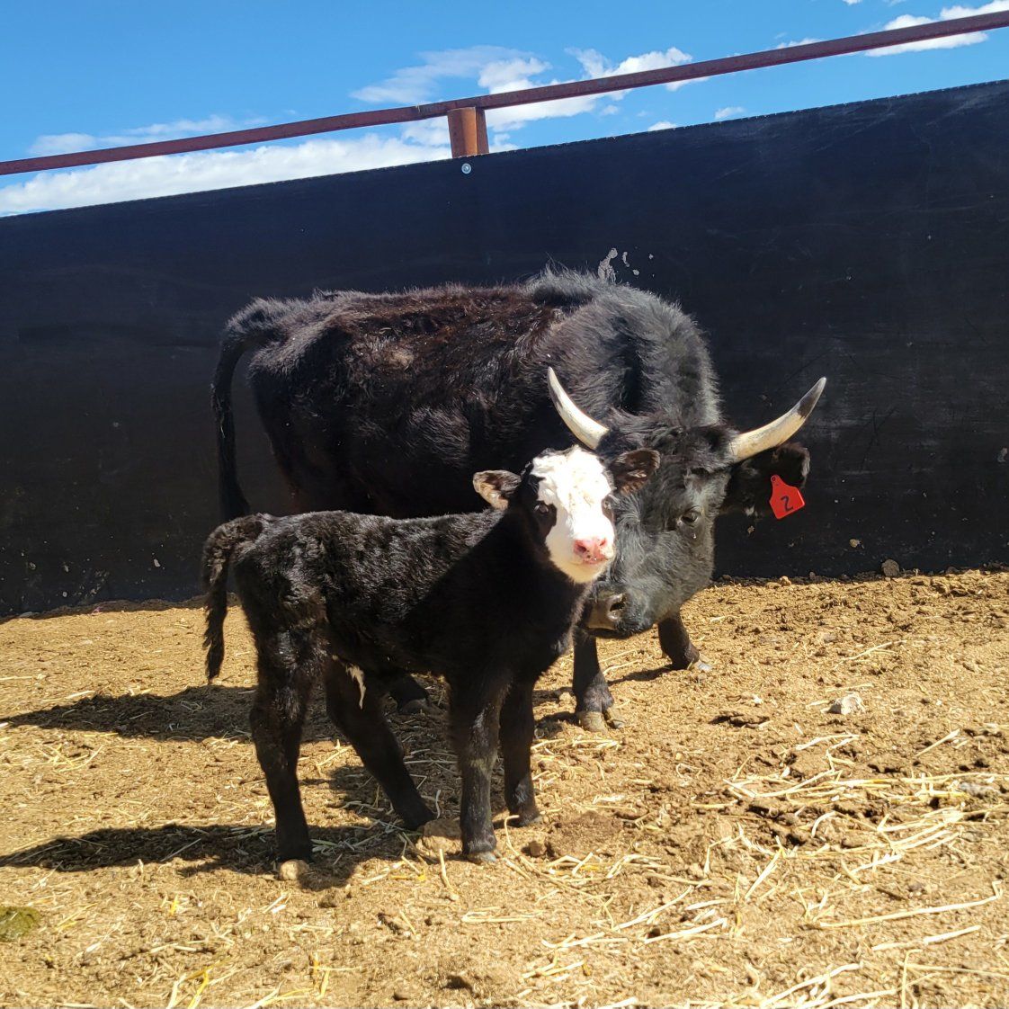 Dexter cow calf pair