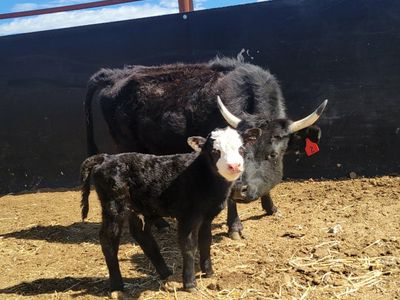 Dexter cow calf pair