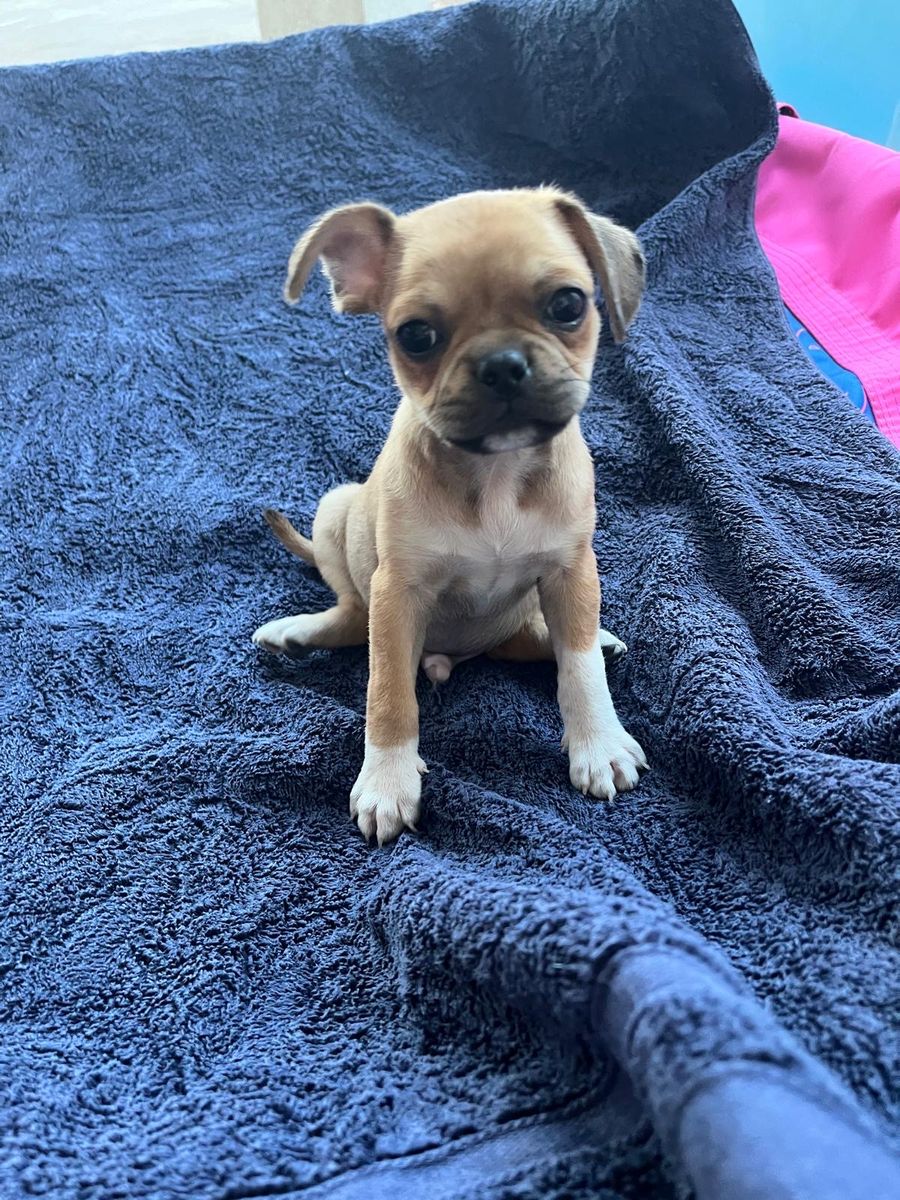 Chihuahua/Pug/Boston Terrier male pup!