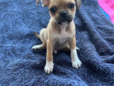 Chihuahua/Pug/Boston Terrier male pup!